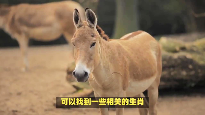 四不像今晚出什么生肖,四不像今晚出什么生肖——探寻生肖的神秘面纱
